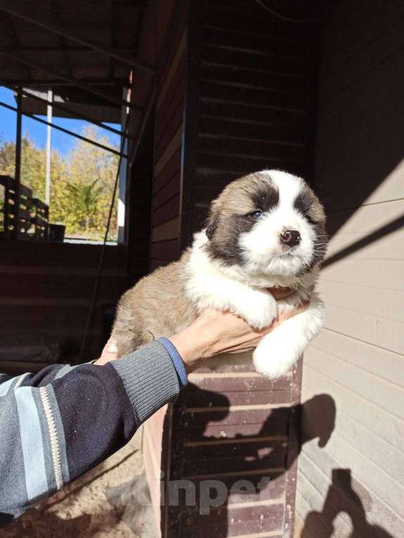 Собаки в Донецке: Продаются щенки московской сторожевой  Мальчик, 40 000 руб. - фото 6