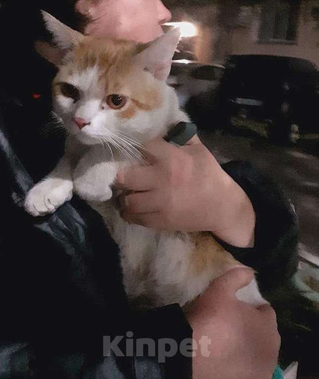 Кошки в Краснодаре: Ищем хозяев кота Мальчик, Бесплатно - фото 3