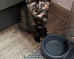 Кошки в Кудрово: Котята в добрые оуки Девочка, Бесплатно - фото 2
