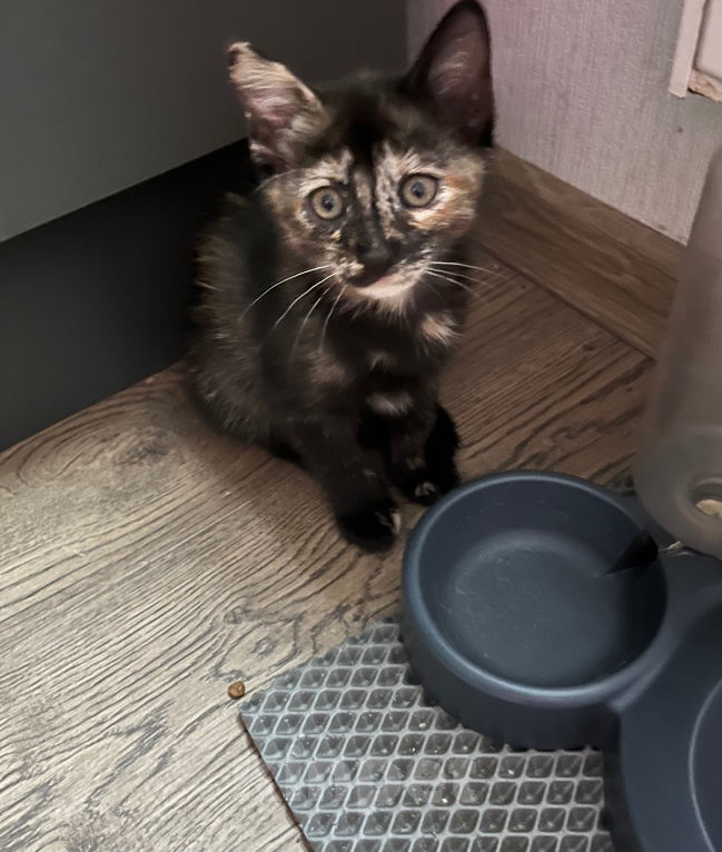 Кошки в Кудрово: Котята в добрые оуки Девочка, Бесплатно - фото 2