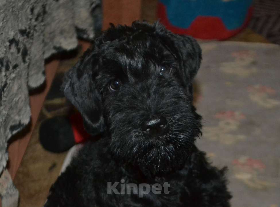 Собаки в Иваново: Щенок Керри блю терьера  Мальчик, 60 000 руб. - фото 2