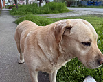 Собаки в Краснодаре: Найдена собака! Ищу хозяев старых или новых🙏🏻 Мальчик, Бесплатно - фото 2