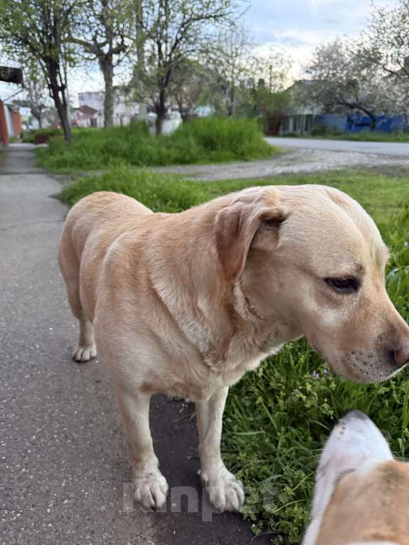 Собаки в Краснодаре: Найдена собака! Ищу хозяев старых или новых🙏🏻 Мальчик, Бесплатно - фото 2