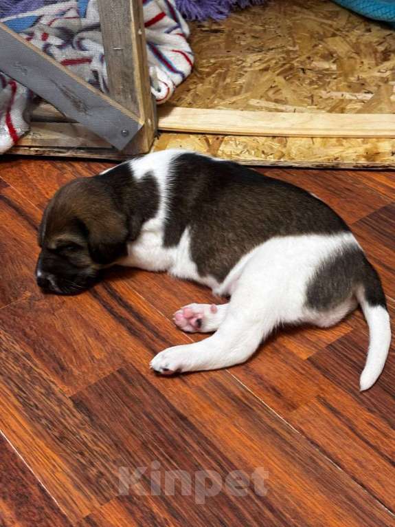 Собаки в Балашихе: Щенки очень хотят домой Мальчик, Бесплатно - фото 5