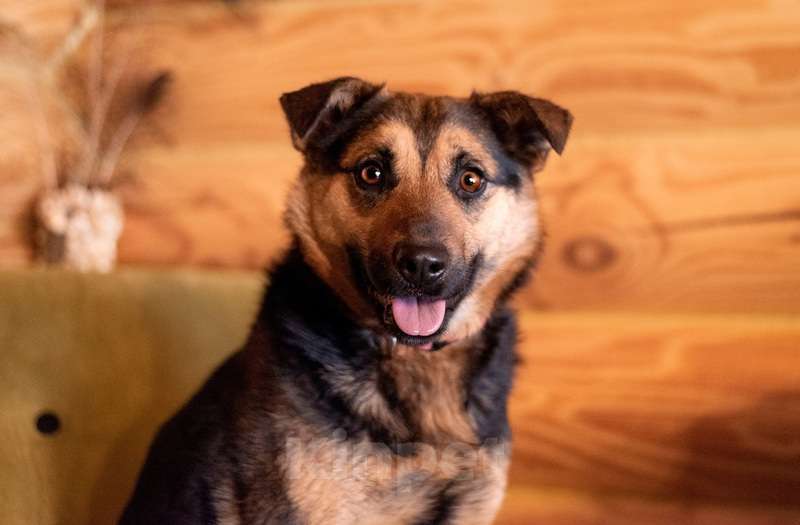 Собаки в Москве: Добрая и ласковая собачка Марта в добрые руки Девочка, 1 руб. - фото 3