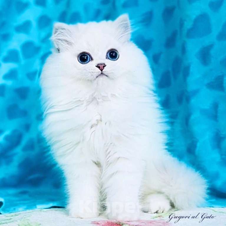 Кошки в Москве:   Британские длинношерстные белоснежки Мальчик, 55 000 руб. - фото 3
