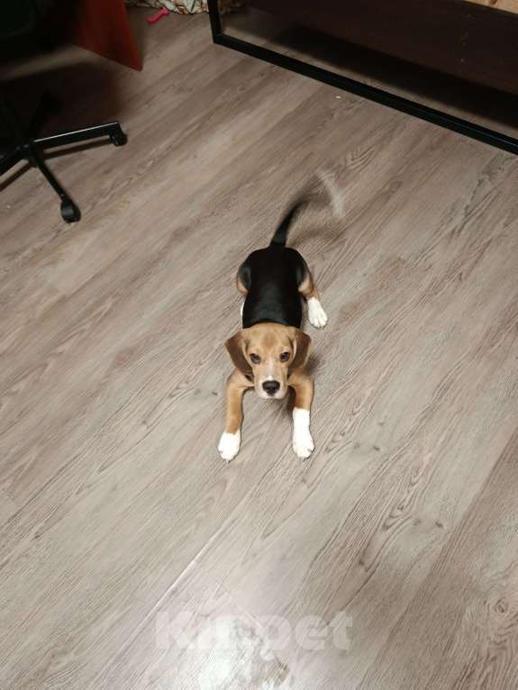 Собаки в Химках: Щенок бигль Мальчик, 15 000 руб. - фото 3