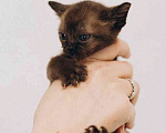 Кошки в Москве: Котенок Европейской Бурмы  Девочка, 60 000 руб. - фото 2
