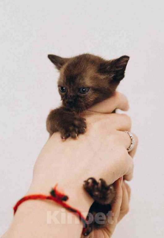 Кошки в Москве: Котенок Европейской Бурмы  Девочка, 60 000 руб. - фото 2