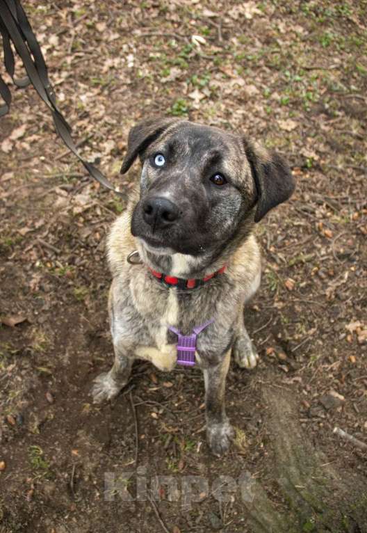 Собаки в Москве: Лика Девочка, Бесплатно - фото 4