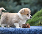 Собаки в Геленджике: Вельш корги щенок мальчик Мальчик, Бесплатно - фото 2