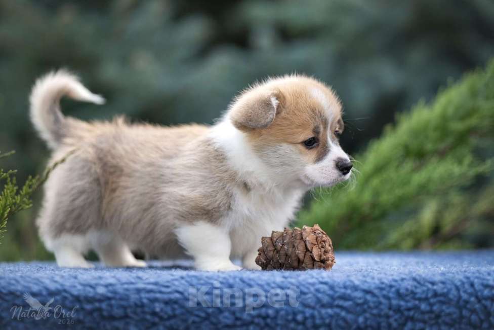 Собаки в Геленджике: Вельш корги щенок мальчик Мальчик, Бесплатно - фото 2