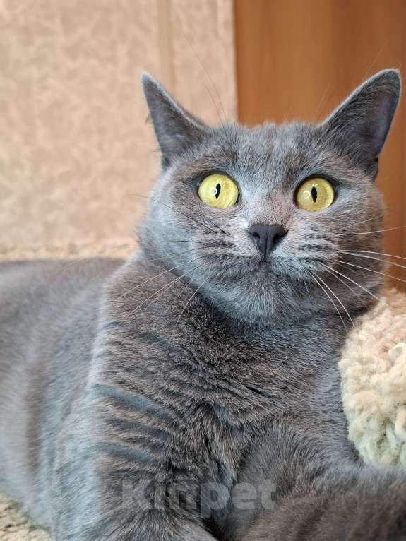 Кошки в Москве: Василина едет на выставку-пристройство WOOF в Москву  Девочка, Бесплатно - фото 10