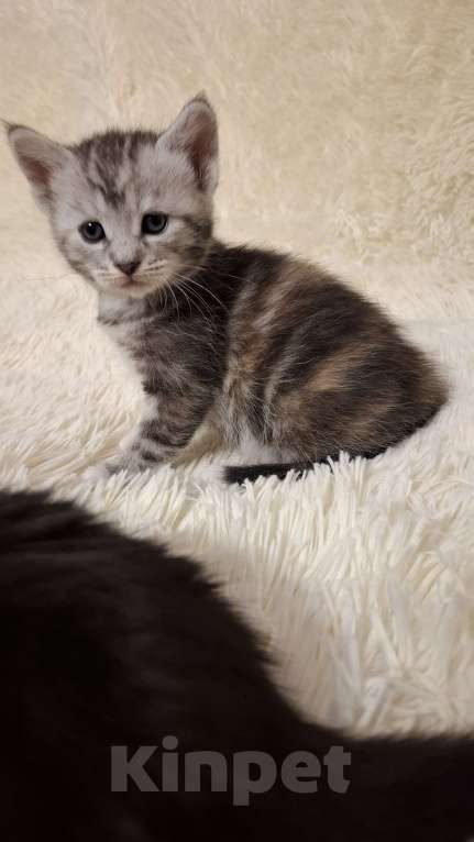 Кошки в Мур: Отдам котят в добрые руки Девочка, Бесплатно - фото 4