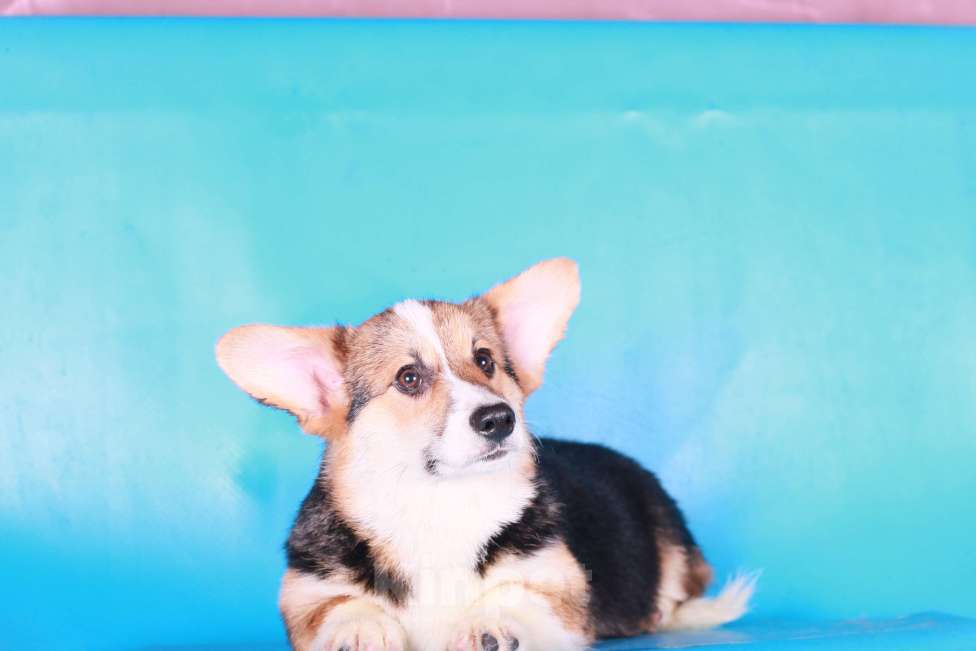 Собаки в Москве: вельш корги пемброк щенки Мальчик, 70 000 руб. - фото 7