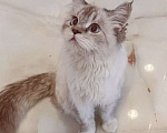 Кошки в Москве: Тайскую кошку подкинули к мусорке! Срочный поиск дома! Девочка, Бесплатно - фото 1