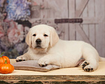 Собаки в Сертолово: Щенки лабрадора из профессионального питомника  Мальчик, Бесплатно - фото 1