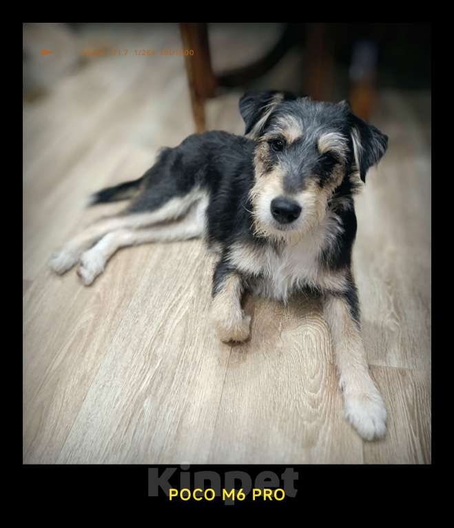 Собаки в Новокузнецке: Маша Фокстерьер охотничий ряд ищет дом ???? Девочка, Бесплатно - фото 1