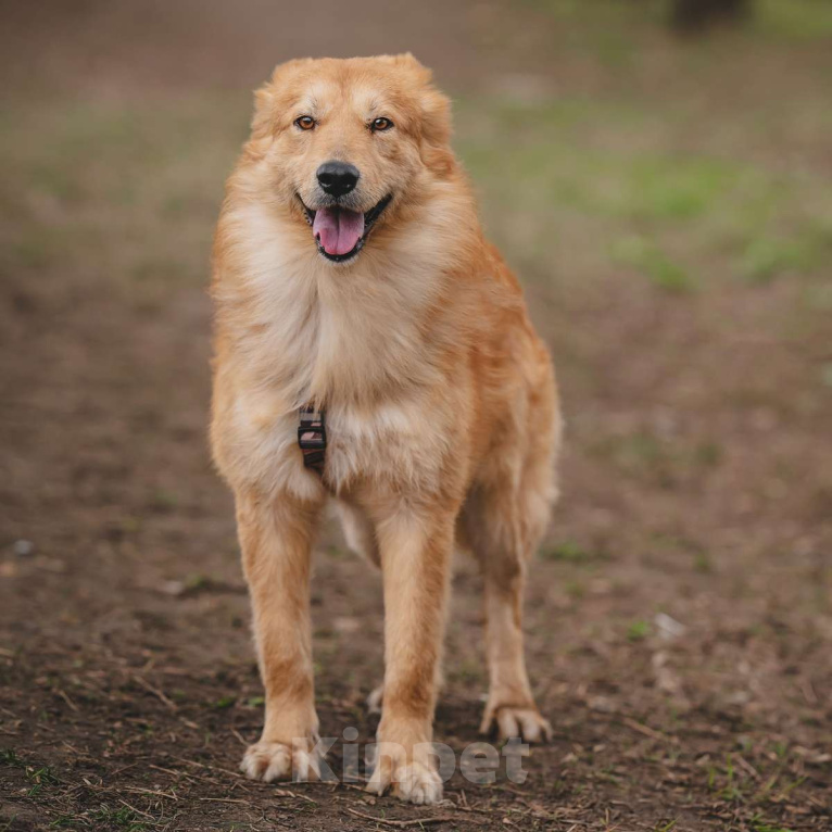 Собаки в Москве: Собака из приюта в добрые руки Мальчик, 99 руб. - фото 5