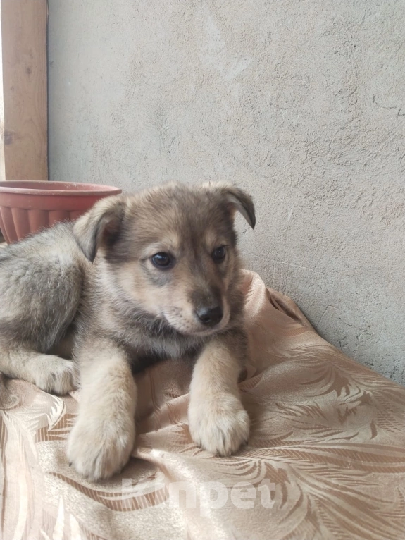 Собаки в Москве: Малышка Ася в добрые руки  Девочка, Бесплатно - фото 4