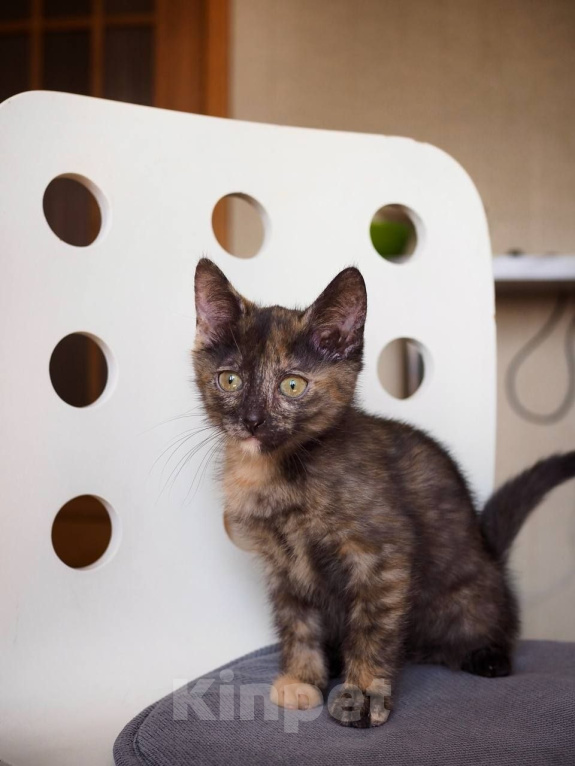 Кошки в Москве: Котенок Морковка ищет дом Девочка, Бесплатно - фото 3