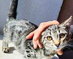 Кошки в Уфе: Котенок в добрые руки, мальчик, 2 месяца Мальчик, Бесплатно - фото 3