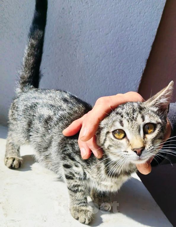 Кошки в Уфе: Котенок в добрые руки, мальчик, 2 месяца Мальчик, Бесплатно - фото 3