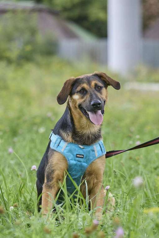 Собаки в Москве: Пеле ищет свои родителей  Мальчик, Бесплатно - фото 1