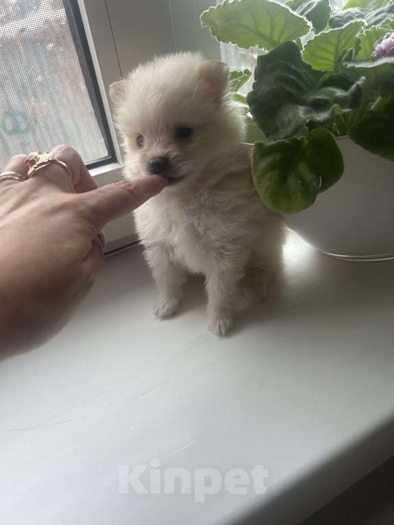 Собаки в Химках: Немецкий малый шпиц  Девочка, 20 000 руб. - фото 7