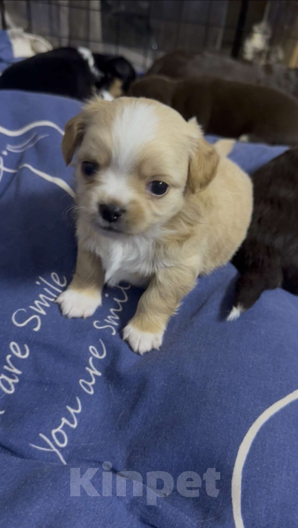 Собаки в других городах Московской области: Мальчик чихуахуа Габриель Мальчик, 60 000 руб. - фото 1