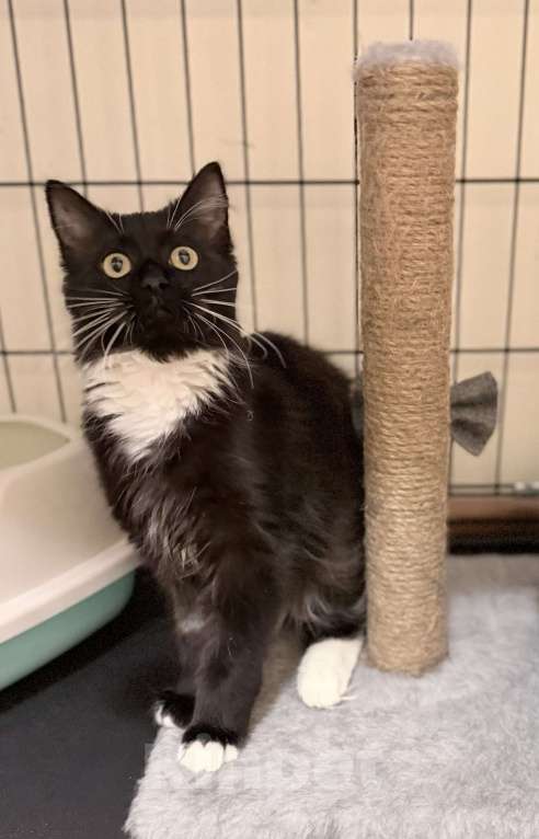 Кошки в Москве: Котенок Гвоздика ищет дом Девочка, Бесплатно - фото 4