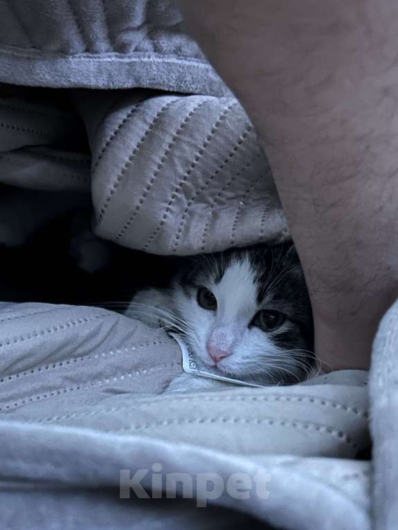 Кошки в Ростове-на-Дону: отдам даром двух кошек Девочка, Бесплатно - фото 3