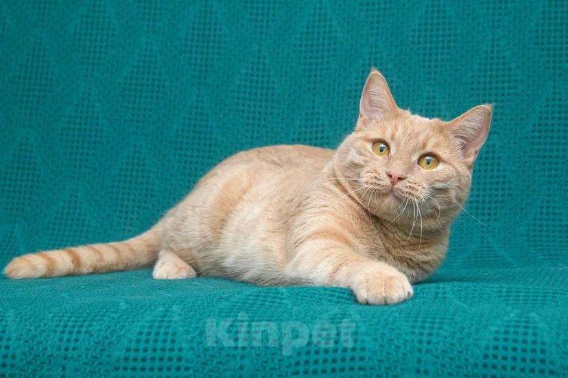 Кошки в Москве: Меня зовут Пегас! Мальчик, Бесплатно - фото 6