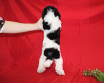 Собаки в Долгопрудном: Той пуделя щенок  бело-черный арлекин шьен партиколор а пуаль фризе Девочка, 150 000 руб. - фото 6