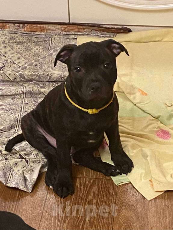 Собаки в Москве: Английский Стаффордширский Бультерьер Разнополые, 60 000 руб. - фото 7