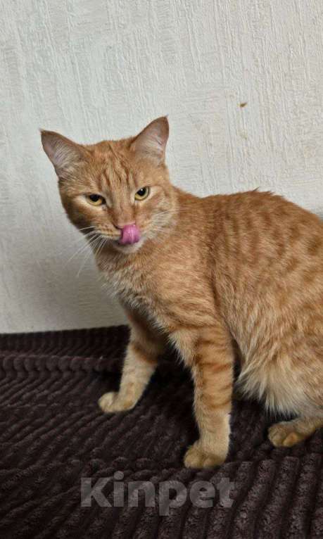 Кошки в Москве: кот Апероль ищет дом Мальчик, Бесплатно - фото 3