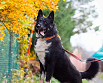 Собаки в Санкт-Петербурге: Роскошный молодой пёс Мальчик, Бесплатно - фото 1