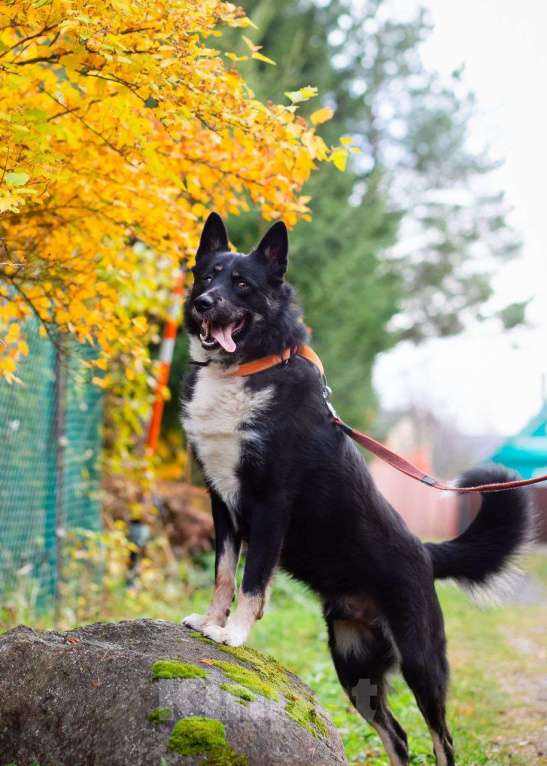 Собаки в Санкт-Петербурге: Роскошный молодой пёс Мальчик, Бесплатно - фото 1