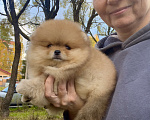 Собаки в Сосновом Бору: Мальчик померанский шпиц РКФ Мальчик, 160 000 руб. - фото 4