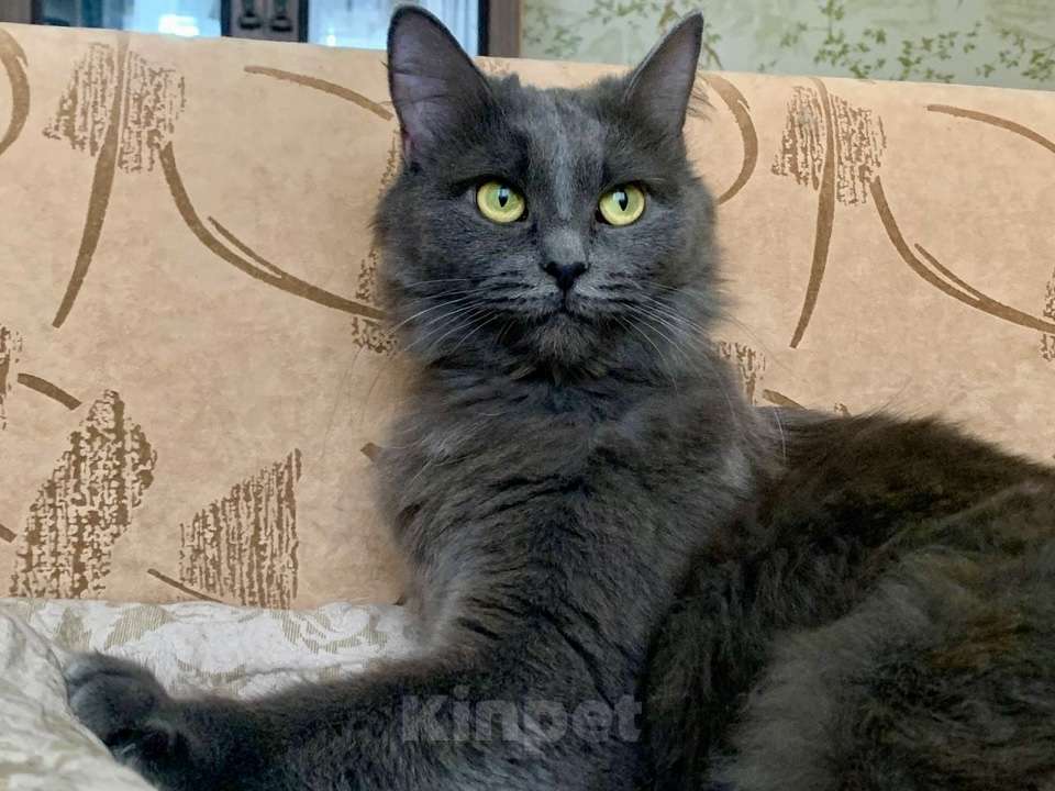 Кошки в Москве: Пушистая кошка в добрые руки Девочка, Бесплатно - фото 4