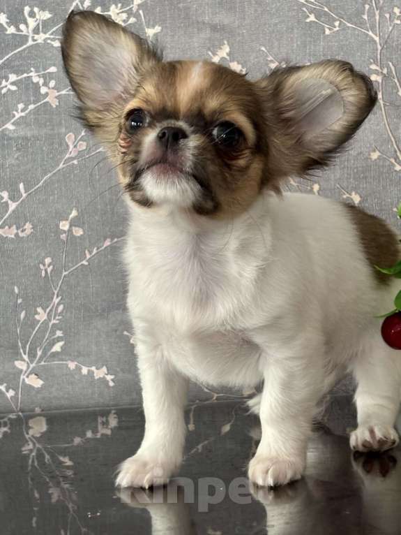 Собаки в Краснодаре: Щенок чихуахуа  Мальчик, 50 000 руб. - фото 1