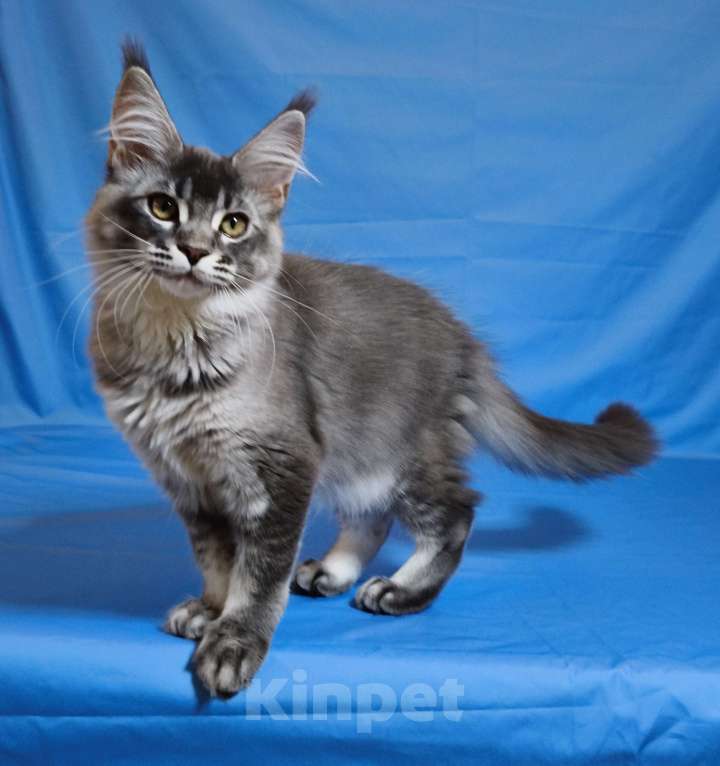 Кошки в Чайковском: Мирабела Девочка, 40 000 руб. - фото 3