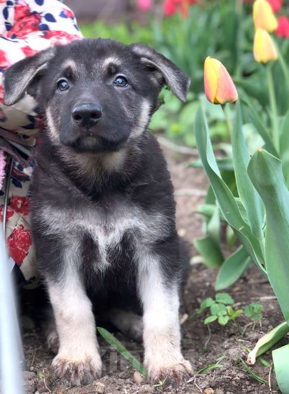 Собаки в Щелково: Щенок восточноевропейской овчарки Девочка, 57 000 руб. - фото 3