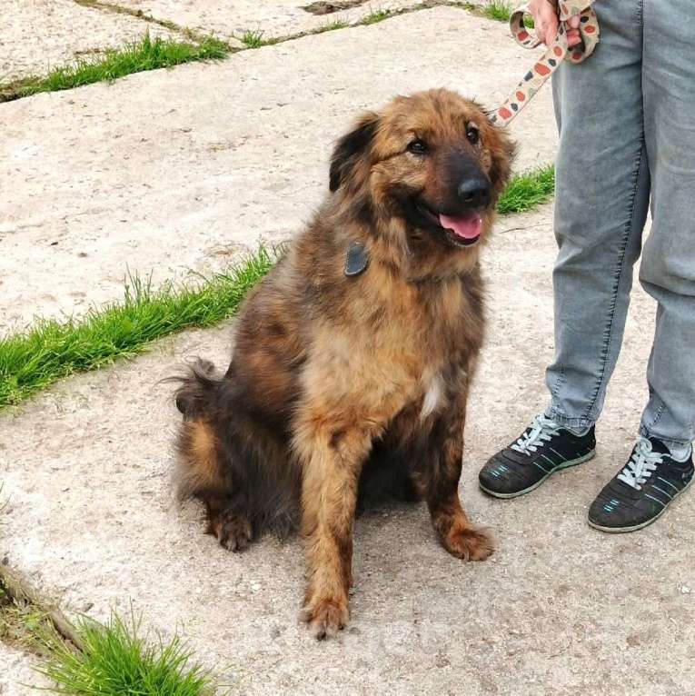 Собаки в Москве: Тигруша живет надеждой встретить свою семью! Мальчик, Бесплатно - фото 5