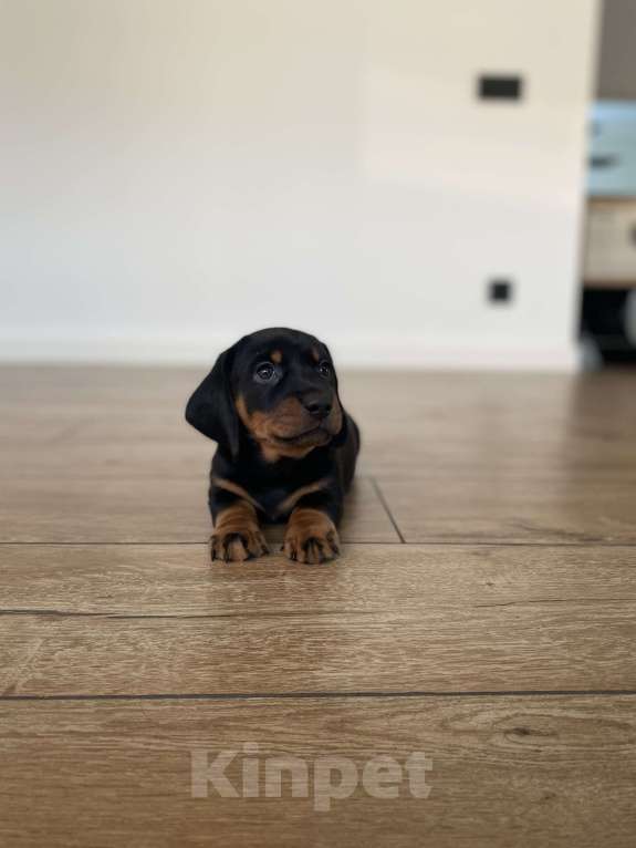 Собаки в других городах Московской области: Мальчик такса, цвет чёрный с подпалым Мальчик, 25 000 руб. - фото 3