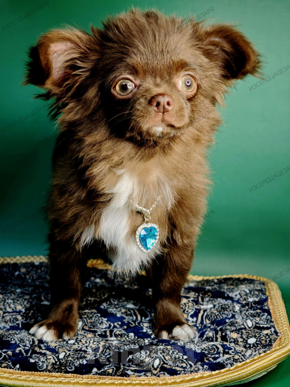 Собаки в Москве: Шоколадный мальчик Мальчик, Бесплатно - фото 6