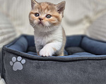Кошки в Москве: Британский котенок Девочка, 20 000 руб. - фото 1