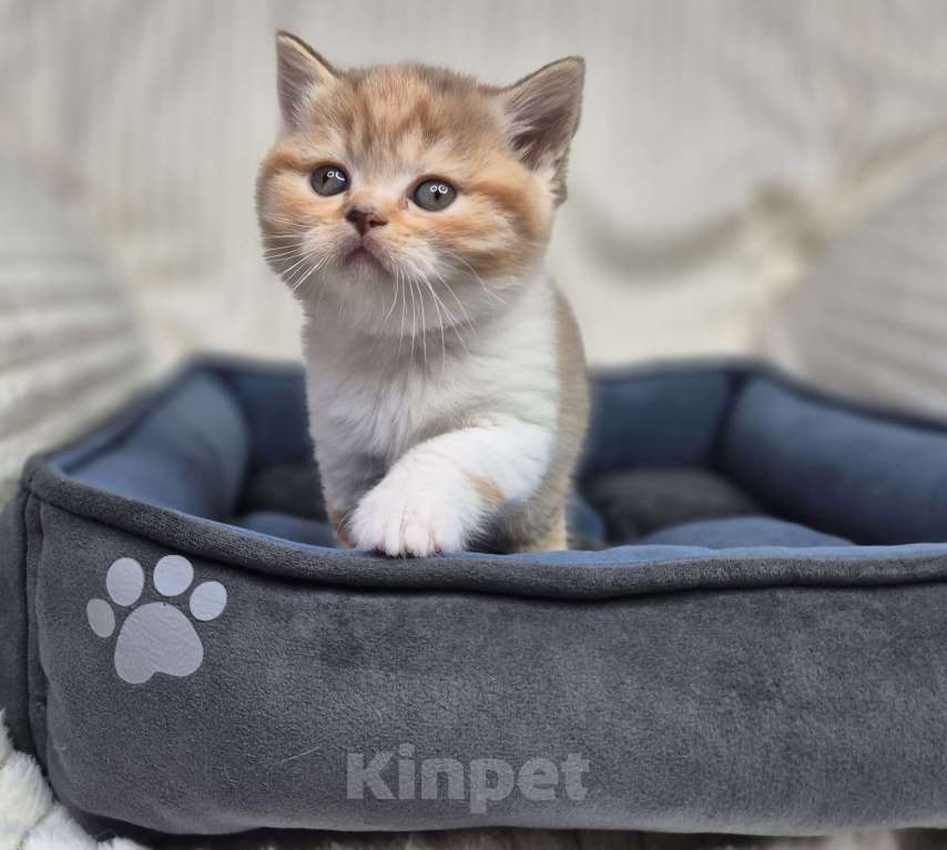 Кошки в Москве: Британский котенок Девочка, 20 000 руб. - фото 1