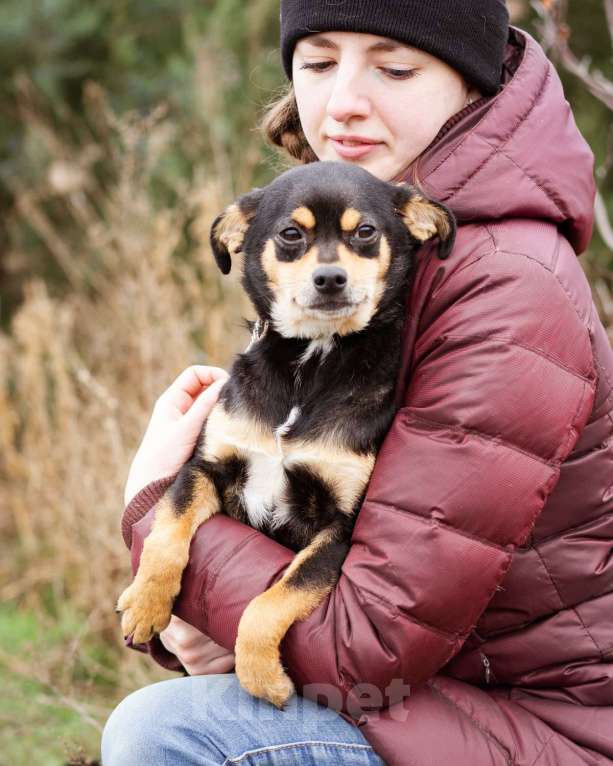 Собаки в Москве: Маленькая собачка из приюта ищет семью. Девочка, Бесплатно - фото 4