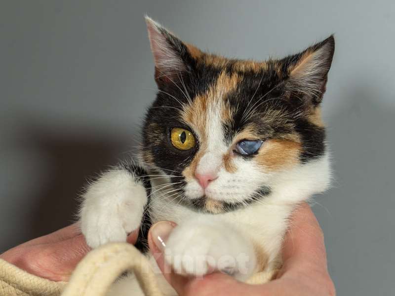 Кошки в Москве: Малышка Афина очень хочет домой Девочка, Бесплатно - фото 8